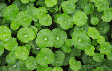 Water pennywort with top view of waterdrop in morning fresh time. natural feeling photo concept....