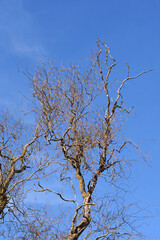 Dragons claw willow