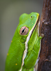 A Green Tree Frogs face along the Shadow Creek Ranch Nature Trail in Pearland, Texas!