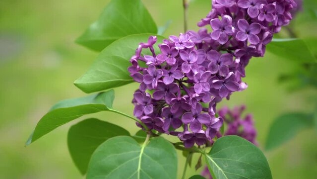 purple lilac.beautiful lilac with blurred background of green flowers