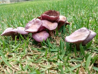 mushrooms in the grass