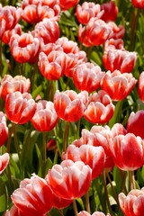 Red tulips (Tulip Leen Van Der Mark) bloom under sunshine in the garden. Super showy cardinal red with contrasting creamy yellow edges that fade to white as the flower matures.