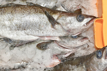 fish in market - 497095190