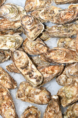 Oysters - 497095194