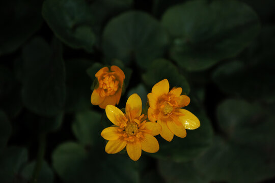 Yellow Garden Flowers On A Dark Background 