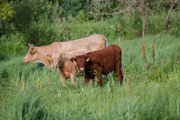 Rind aus Freilandhaltung mit zwei K&auml;lbern auf einer naturbelassenen Weide in Norddeutschland
