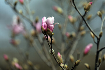 Magnolia blossom in spring in a garden