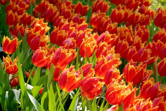 Tulip Fabio bloom under sunshine in the garden. Tulip Fabio is a kind of Fringed tulips. Red with yellow fringes. Each petal is edged with a crystalline fringe like a heavy morning frost has fallen.