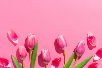 Pink tulips on pink background, border for spring, Mothers day, Womens day