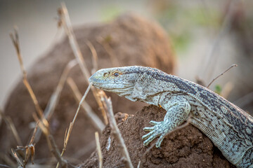 Rock monitor lizard standing on a termite mount.