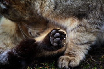 Naklejka na ściany i meble Close-up of a cat's paw 