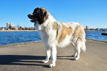 Beautiful Pyrenean Mountain Dog in the city, this is a sheepdog breed.