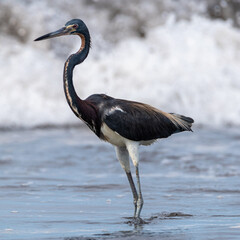 Tri-colored heron