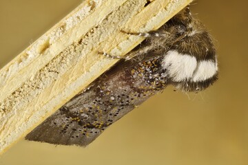 Boisduval's Autumn Moth (Oenosandra boisduvalii), male, South Australia