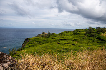 Maui coastline with lush green foliage 