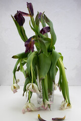 bouquet with wilted tulips in a vase