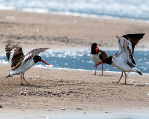 Oystercatchers