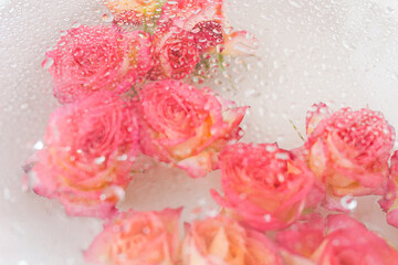 pink roses petals in the plate with water drops