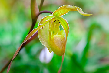 beautiful Colombian orchid, known as shoe orchid (Paphiopedilum)