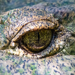 Naklejka premium Crocodile eye