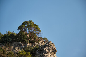 Low angle single tree view . A tree formed at stone corner.