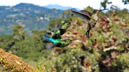 Hummingbirds in flight at the high altitude Paraiso Quetzal Lodge outside of San Jose, Costa Rica