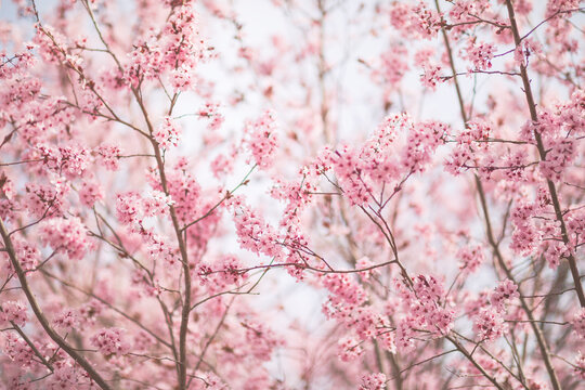 Pink tree flowers blossom in sunny spring day