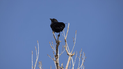 Crow perched on a tree limb