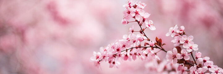Pink tree flowers blossom in sunny spring day