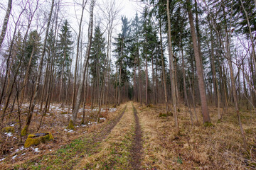 Obraz premium A path in a winter forest