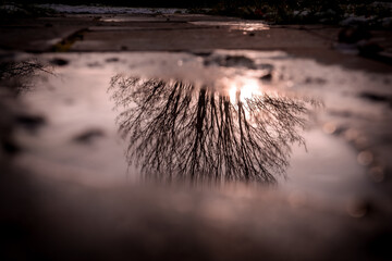 reflection of tree
