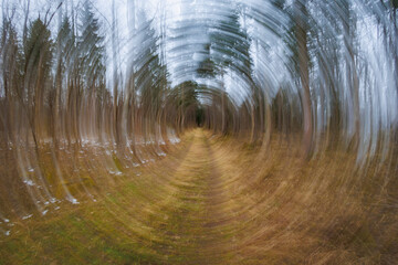 Concentric circles aim to the end of a forest path with blurred background and create a brine effect