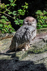 Snowy owl sitting on the stone. Latin name - Bubo scandiacus	