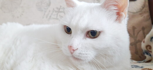 Portrait of Pure White Cat, Front View, Close-up Cat Starring at Camera