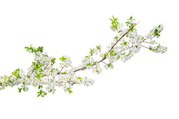 Branch with blossoms isolated on white background