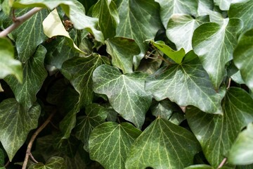 Obraz premium Ivy hedge background.Ivy texture.Ivy backround image.Closeup.