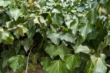 Fototapeta premium Ivy hedge background.Ivy texture.Ivy backround image.
