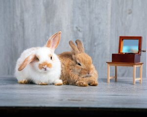 Cute adorable two white and brown rabbits sitting together on grey wooden background listening music from turnable box