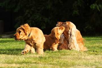 Amazing, newborn and cute red English Cocker Spaniel puppy with its mother detail.