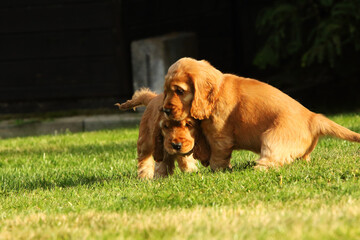 Amazing, newborn and cute red English Cocker Spaniel puppy detail. Small and cute red Cocker Spaniel puppies running and fighting