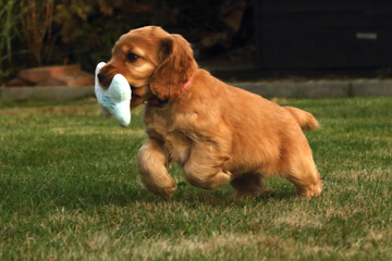 Amazing, newborn and cute red English Cocker Spaniel puppy detail. Small and cute red Cocker Spaniel puppy running and keeping a dog toy.