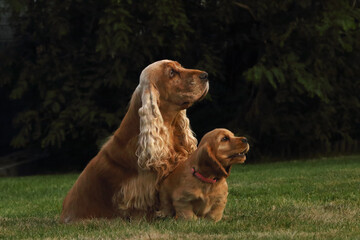 Amazing, newborn and cute red English Cocker Spaniel puppy with its mother detail. Small and cute red Cocker Spaniel puppy runing around its mother in the green grass, morning sun. Green background.