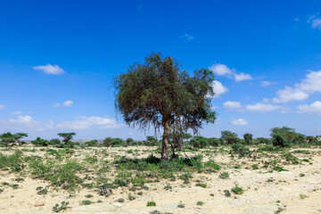 Fototapeta na wymiar Laas Geel, Somaliland - November 10, 2019: Panoramic View from the Las Geel Caves to the Around Valley