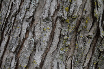 Tree Bark