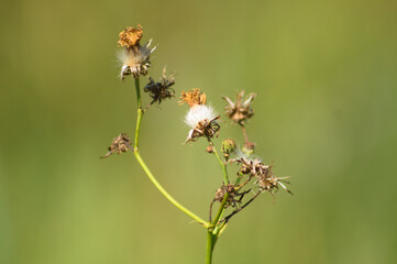 Closeup of fluffy perennial sowthistle with green blurred background