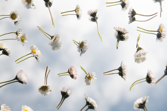 Wallpaper of multiple daisy flowers on mirror reflecting the cloudy sky in spring