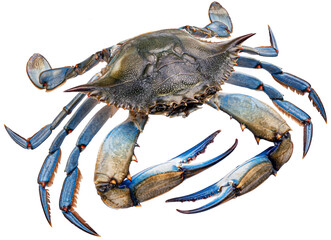 Blue crab isolated on white background, full depth of field