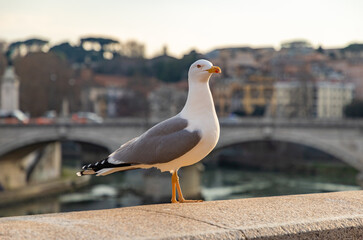 Seagull on a Ledge