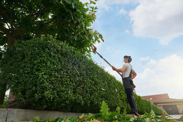 Low angle view of male gardener in safety mask and gloves using electric trimmer for removing dry leaves and branches on tree. Caucasian man taking care of plants to garden. - obrazy, fototapety, plakaty
