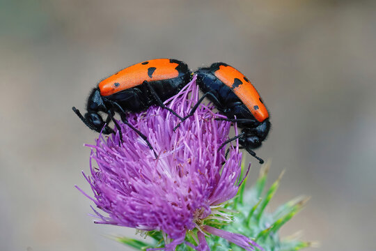 Closeup on two colorful four-dotted blister beetles in copulation on a purple thistle
